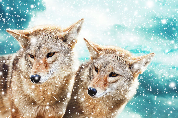 Фотообои Волки в снегу (animals-577)