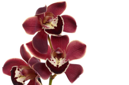Бордовая орхидея цветы для спальни фото (flowers-0000059)