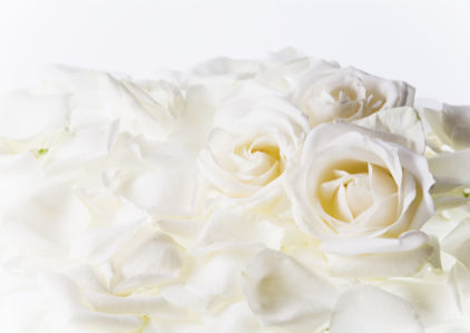 Белые розы фотообои на стену цветы (flowers-0000098)