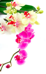 Фото обои Ветка розовой орхидеи и желтой (flowers-0000292)