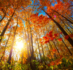 Фотообои осенний лес с красными лмсьями (nature-00520)