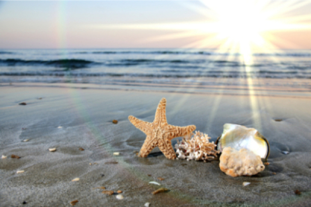 Фотообои море ракушки звезда раковина (sea-0000111)