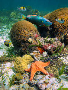 Фотообои 3д подводный мир в море (underwater-world-00001)
