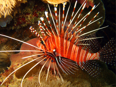 Фотообои для ванны крылатка рыбка (underwater-world-00208)