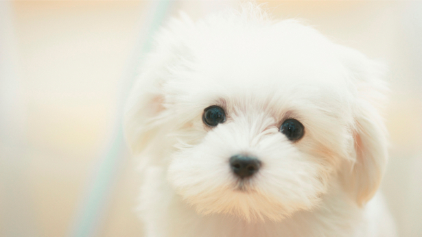 Фотообои собака белая (animals-0000015)