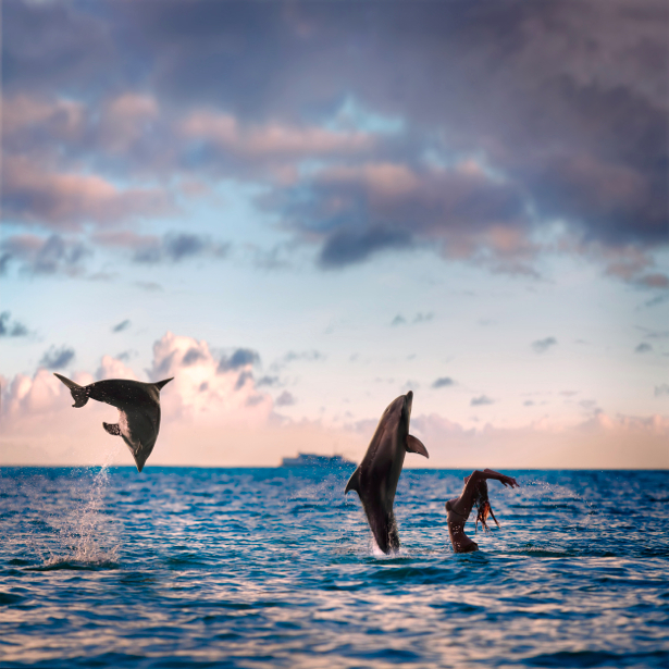 Фотообои дельфины в прыжке закат (animals-0000069)