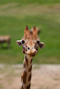 Фотообои жираф саванна (animals-0000093)