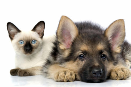 Фотообои кошка и собака (animals-0000116)