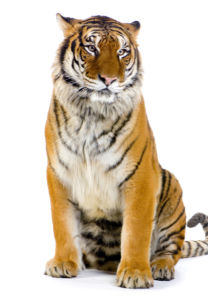 Фотообои тигр на белом (animals-0000253)