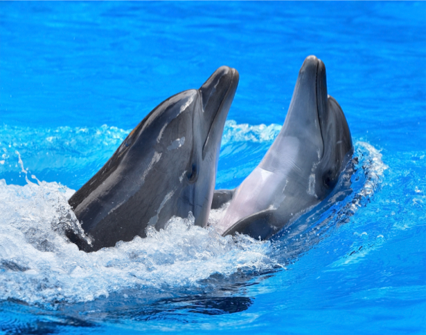 Фотообои дельфины двое (animals-0000342)