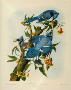 птицы на дереве, ветке (art-0000049)