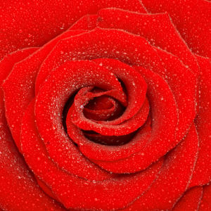 Красивые цветы фото обои Алая, красная роза (flowers-0000078)