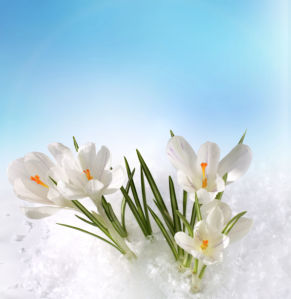Белые крокусы Обои для стен фото (flowers-0000130)