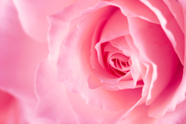 Розовая роза обои на стену (flowers-0000264)
