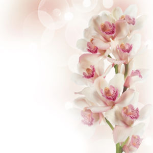 Ветка белой орхидеи - Фото обои на стену (flowers-0000387)