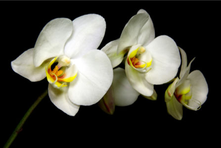 Обои фото цветы ветка орхидеи (flowers-0000553)