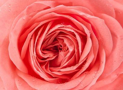 Фотошпалери пелюстки троянди (flowers-760)