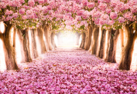 Фотообои розовый цветущий парк (nature-0000690)
