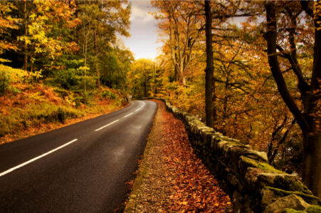 Фотообои дорога в лесу осенью (nature-00226)