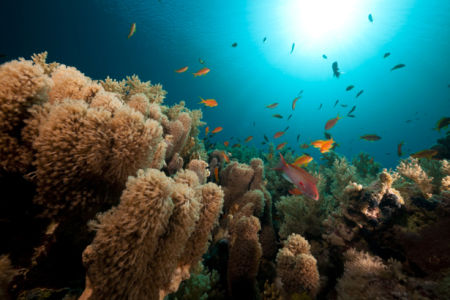 Фотообои пушистые кораллы рыбки (underwater-world-00045)