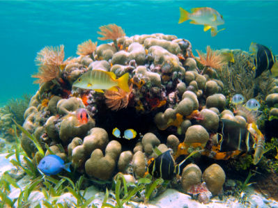 Фотообои подводный мир 3д (underwater-world-00053)