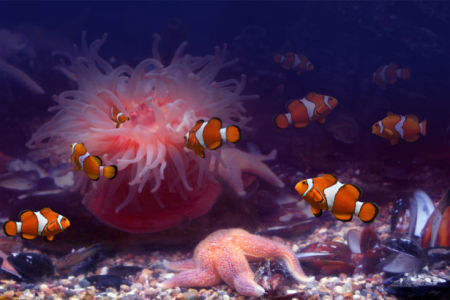 Фотообои в ванну рыбки кораллы (underwater-world-00061)
