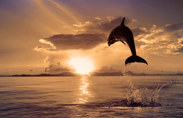 Фотообои Дельфин на фоне заката (animals-515)