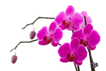 Фотообои на стену цветы цветущая орхидея (flowers-0000027)