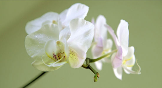 Фото обои Ветка белой орхидеи (flowers-0000369)