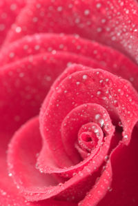 Фото обои цветок розовая роза (flowers-0000503)