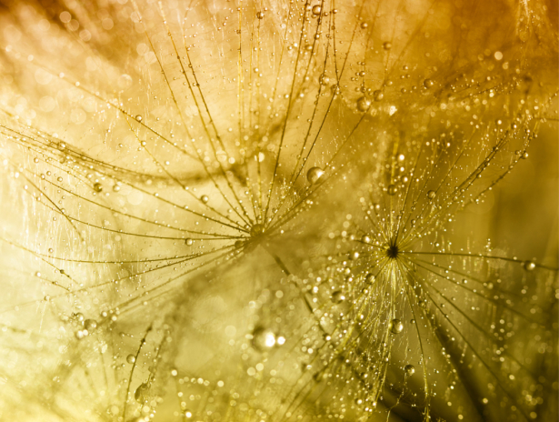 Фотообои роса на семенах одувана (flowers-0000729)