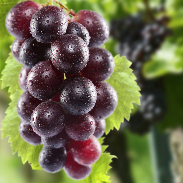 Фотообои для кухни гроздь винограда (food-0000222)