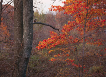 Фотообои лес осень фото (nature-00219)