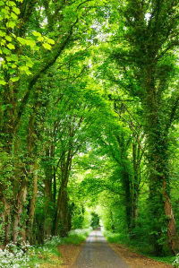 Фотообои Дорога через зеленый лес (sp18)