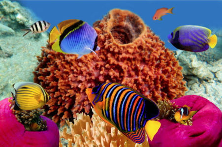 Фотообои для ванны морские кораллы (underwater-world-00133)