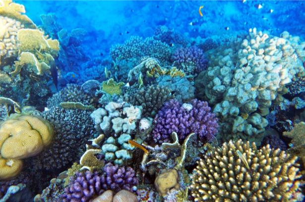 Кораллы, рыбки фотообои для ванной (underwater-world-00167)