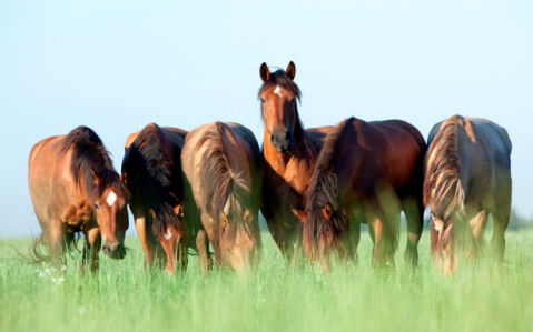 Фотообои кони в поле (animals-0000032)