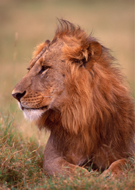 Фотообои лев, львица (animals-0000133)