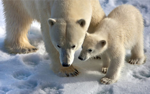Фотообои белый медведь и медвежонок (animals-0000261)
