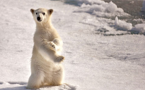 Фотообои белый медведь на снегу (animals-0000263)
