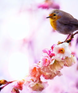 Фотообои Птичка в цветах (animals-0000409)