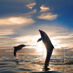 Фотообои Счастье дельфина (animals-516)