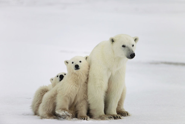 Фотообои Семья белых медведей (animals-524)