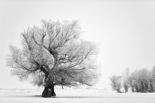Фотошторы зима дерево (bedroom-curtain-00005)