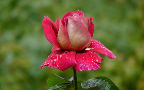 Розовая роза фотообои цветы на стену фото (flowers-0000085)