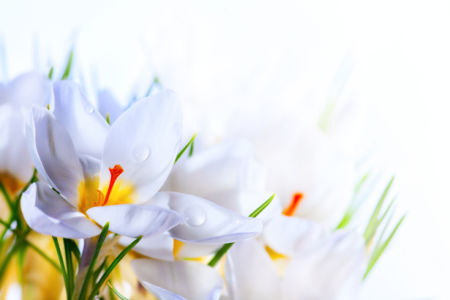 Белые крокусы Обои для стен фото (flowers-0000131)