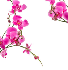 Фото обои цветы - Ветка розовой орхидеи (flowers-0000293)