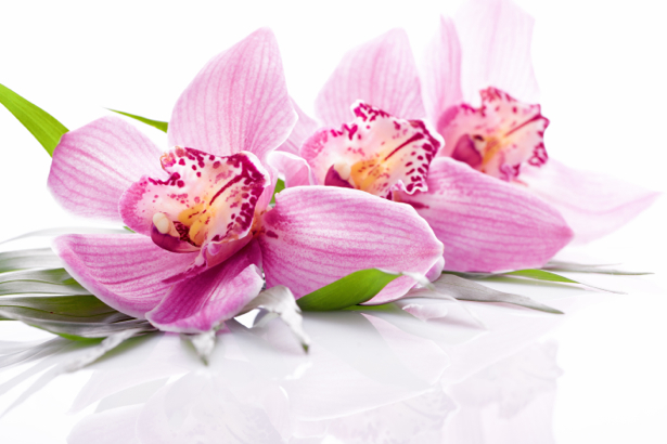 Обои фото цветок ветка орхидеи (flowers-0000525)