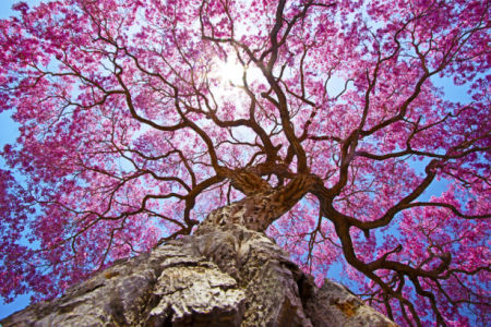 Фотообои дерево сакуры (nature-0000814)