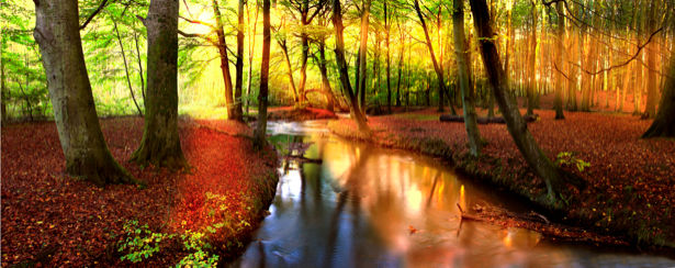 Фотообои с природой солнечный лес панорама (nature-00119)